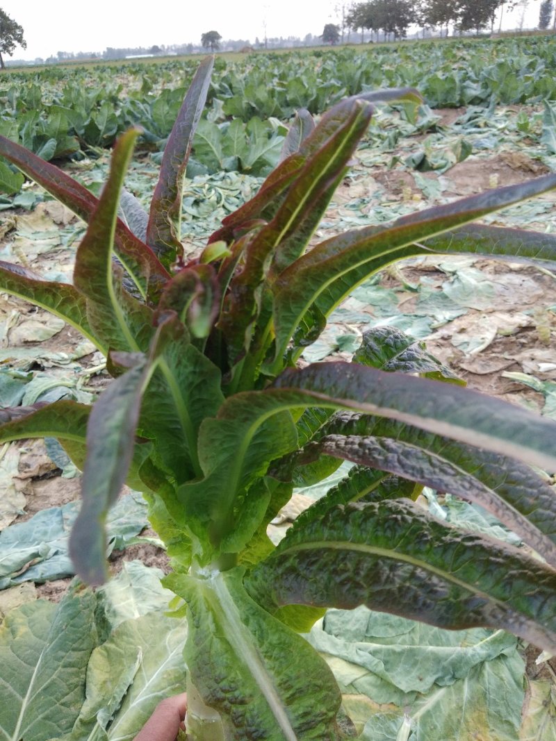 红叶香笋，精品窝笋500亩莴笋基地专业种植莴笋种植