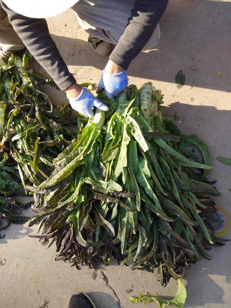 红叶香笋，精品窝笋500亩莴笋基地专业种植莴笋种植