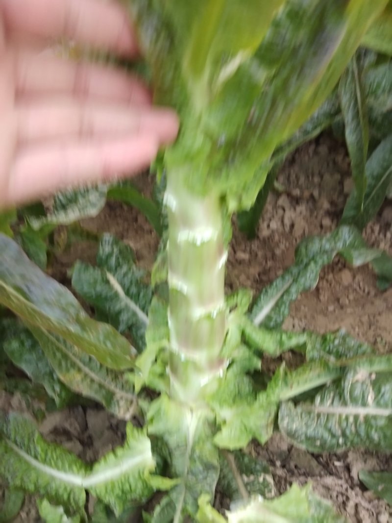 青笋