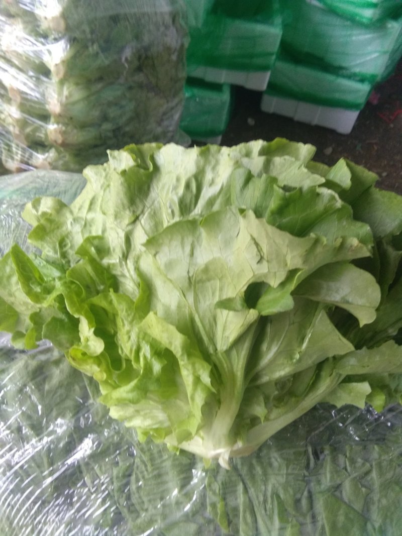 安徽香芹