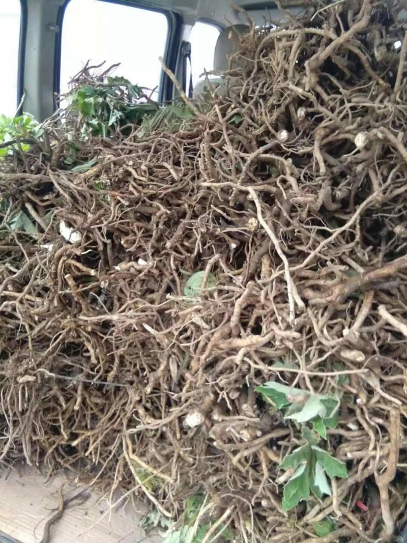 大通草种子种苗成品质量好