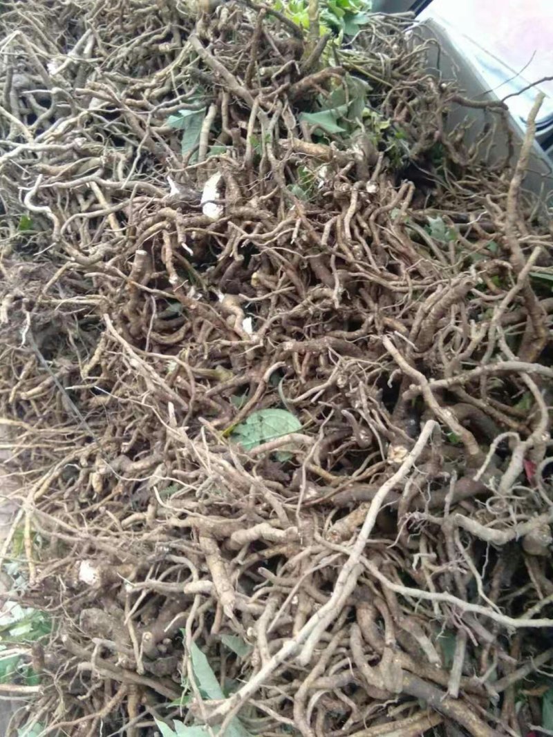 大通草种子种苗成品质量好