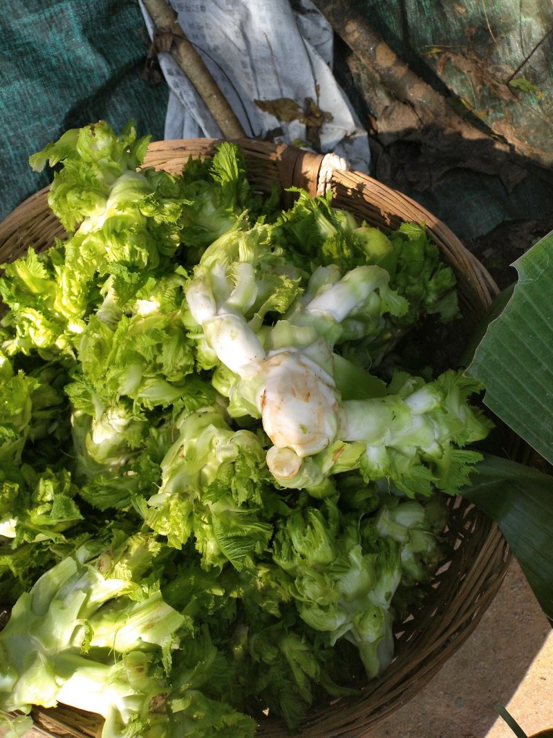 简阳蔬菜直供儿菜榨菜，南充菜批发量大，价格商议，