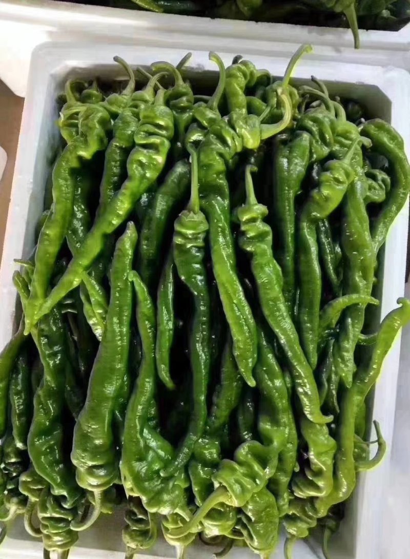 【推荐】螺丝椒皮薄硬度好亮度高口感辣品种齐全
