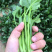 滦南安各庄小帅蔬菜🥬货站大量上市