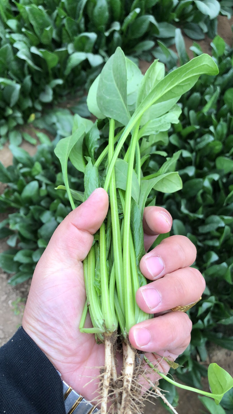 滦南安各庄小帅蔬菜🥬货站大量上市
