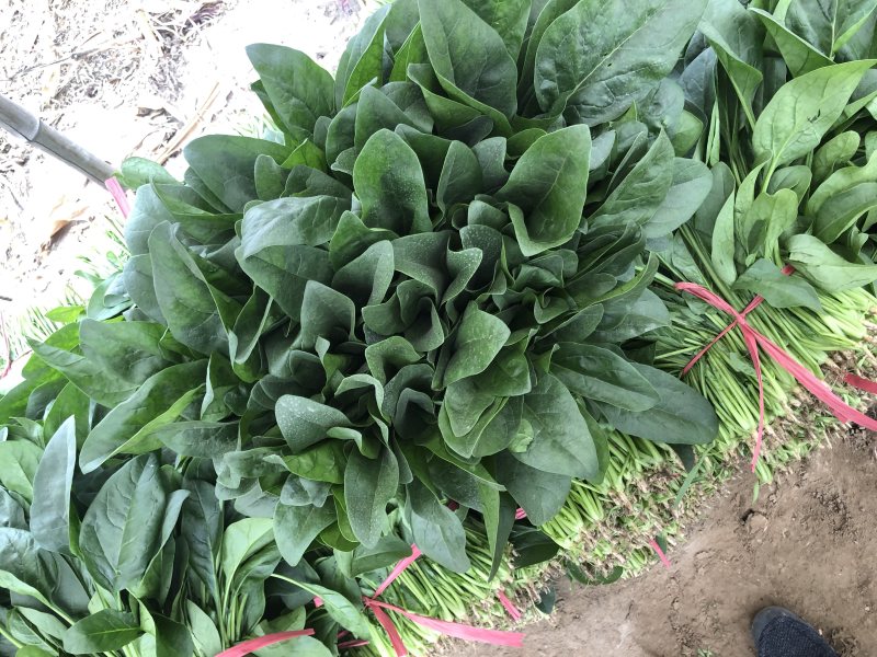 滦南安各庄小帅蔬菜🥬货站大量上市
