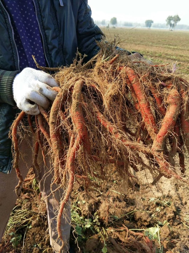 丹参苗，航天丹参苗，山东丹参，丹参育苗基地，航天丹参