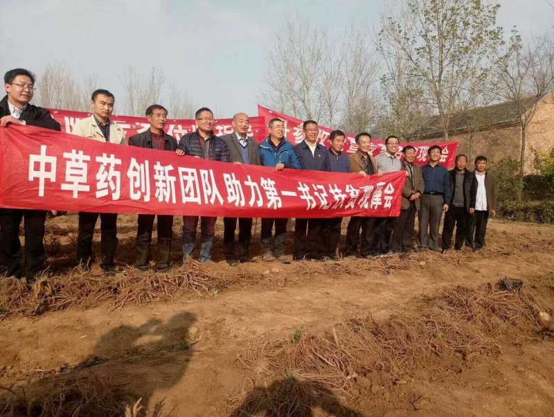 丹参苗，免费技术支持，产品包回收