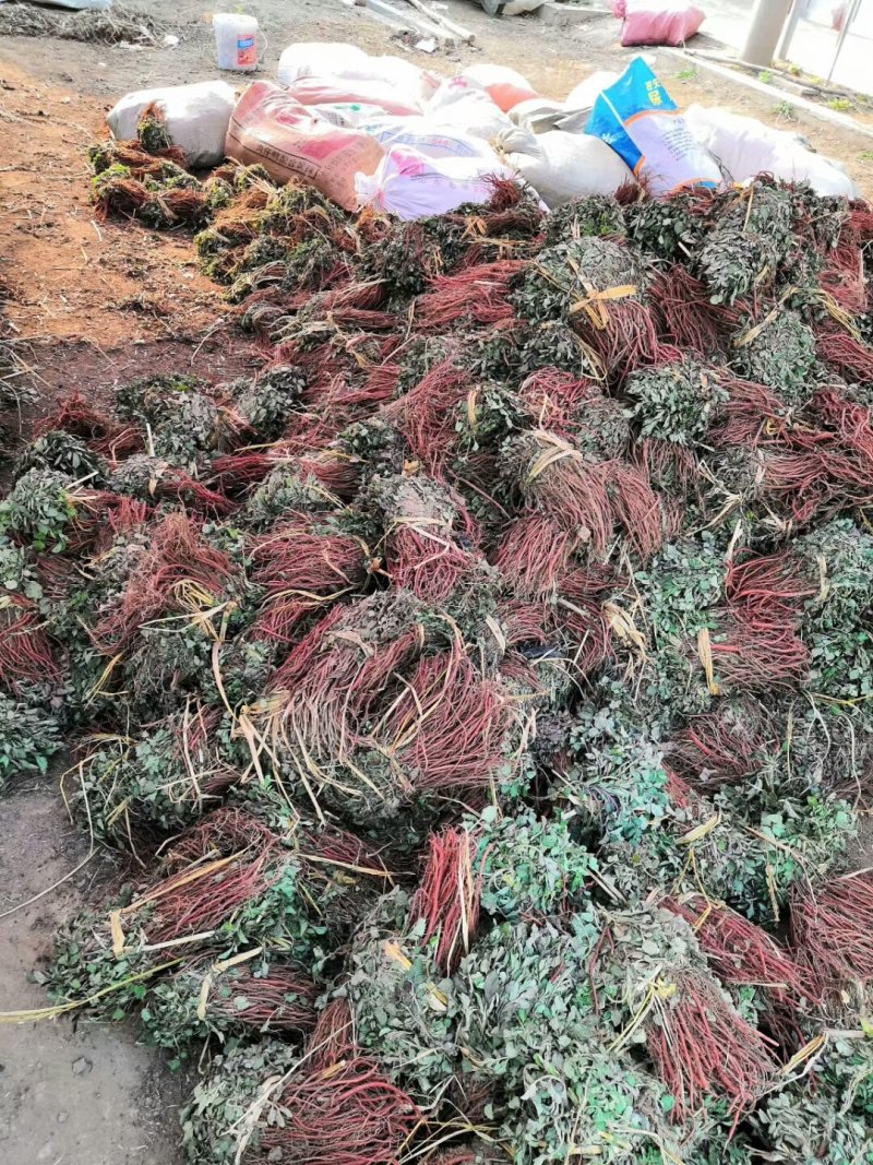 丹参苗，免费技术支持，产品包回收