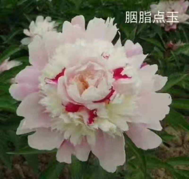 观赏芍药，切花芍药，可观赏可收益