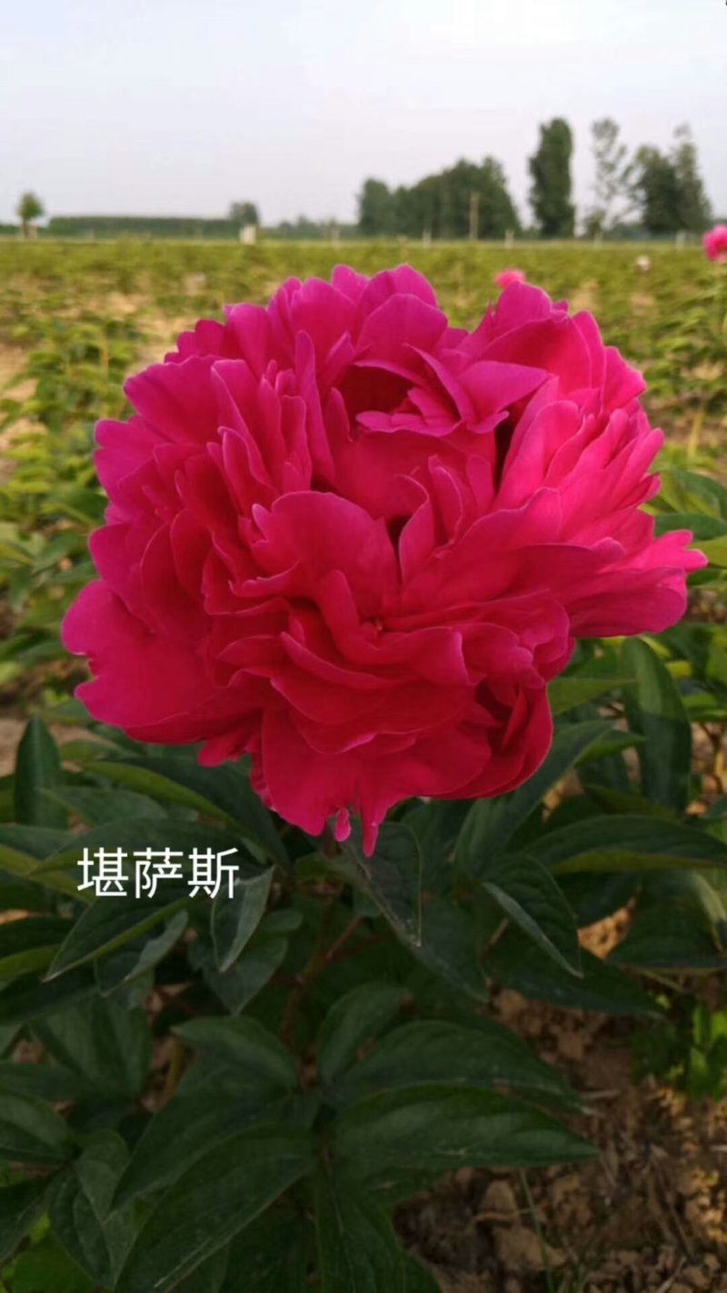 观赏芍药，切花芍药，可观赏可收益