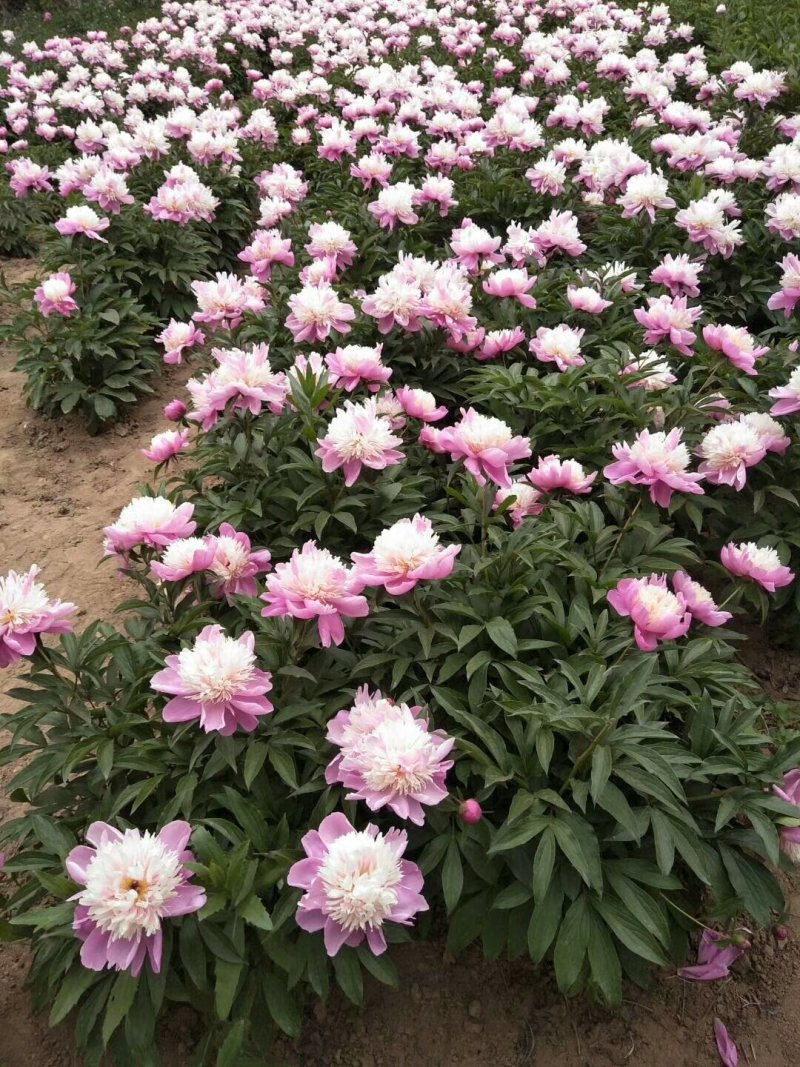 观赏芍药，切花芍药，可观赏可收益