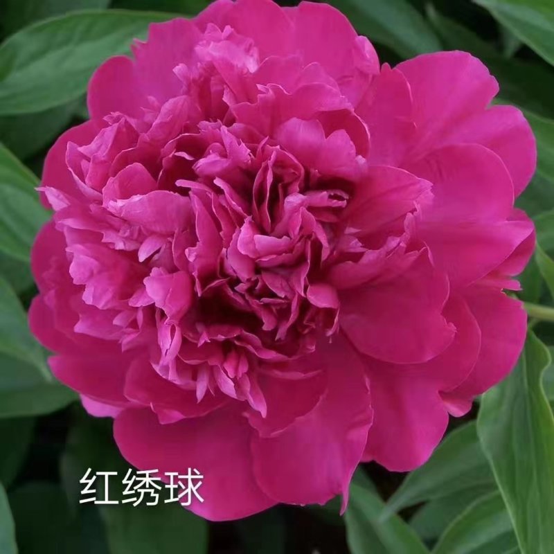 观赏芍药，切花芍药，可观赏可收益