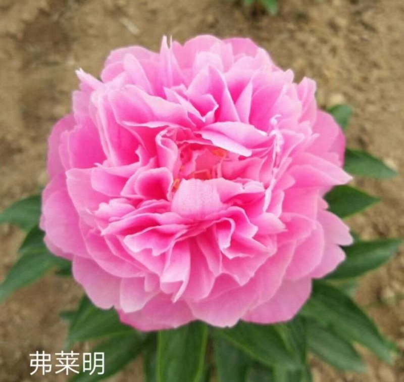 观赏芍药，切花芍药，可观赏可收益