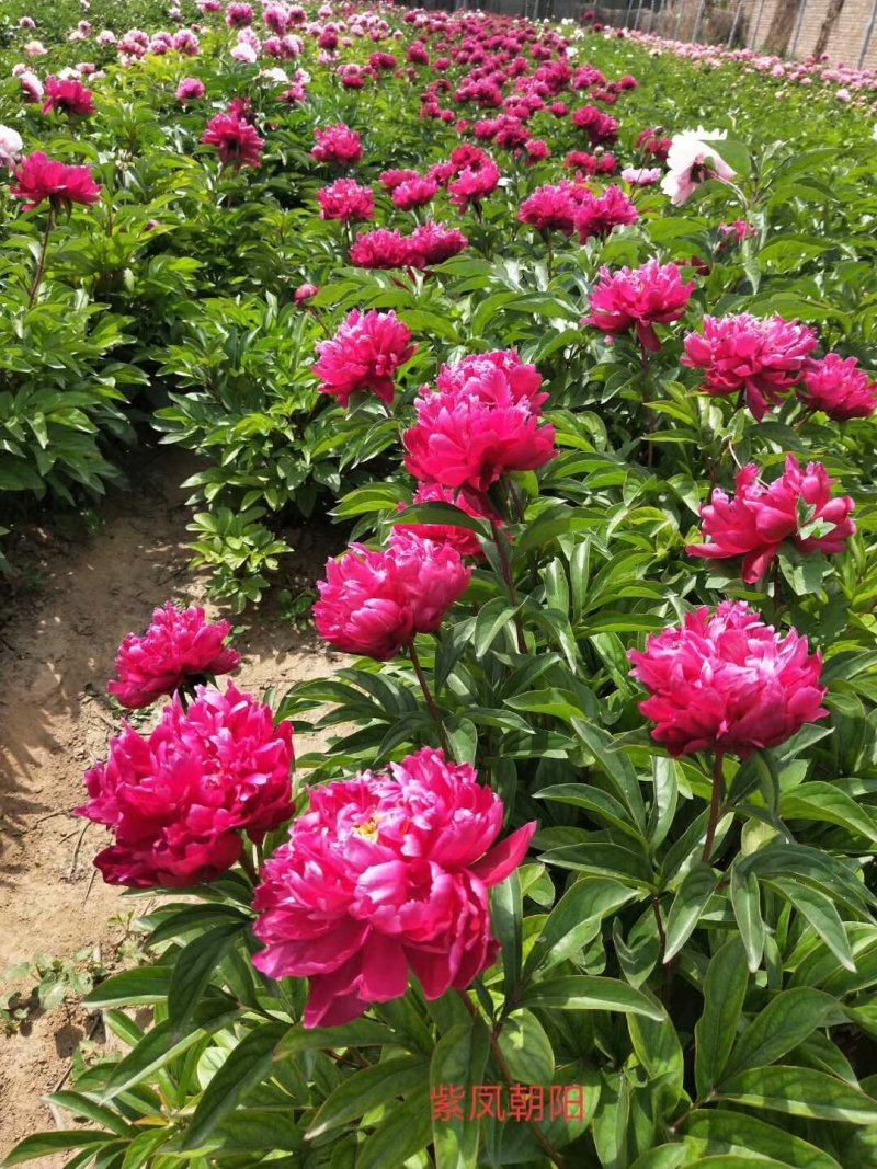 观赏芍药，切花芍药，可观赏可收益