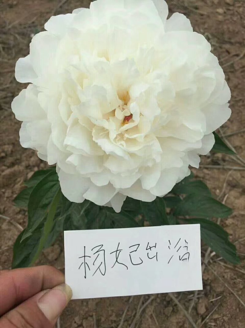 观赏芍药，切花芍药，可观赏可收益