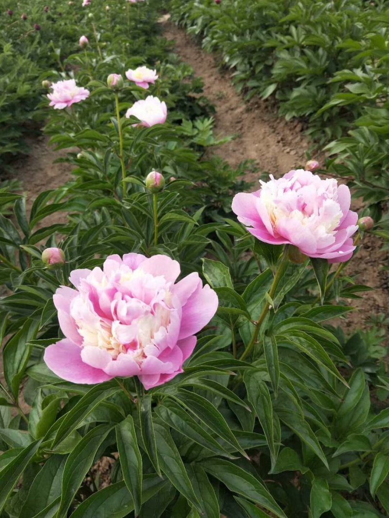 观赏芍药，切花芍药，可观赏可收益