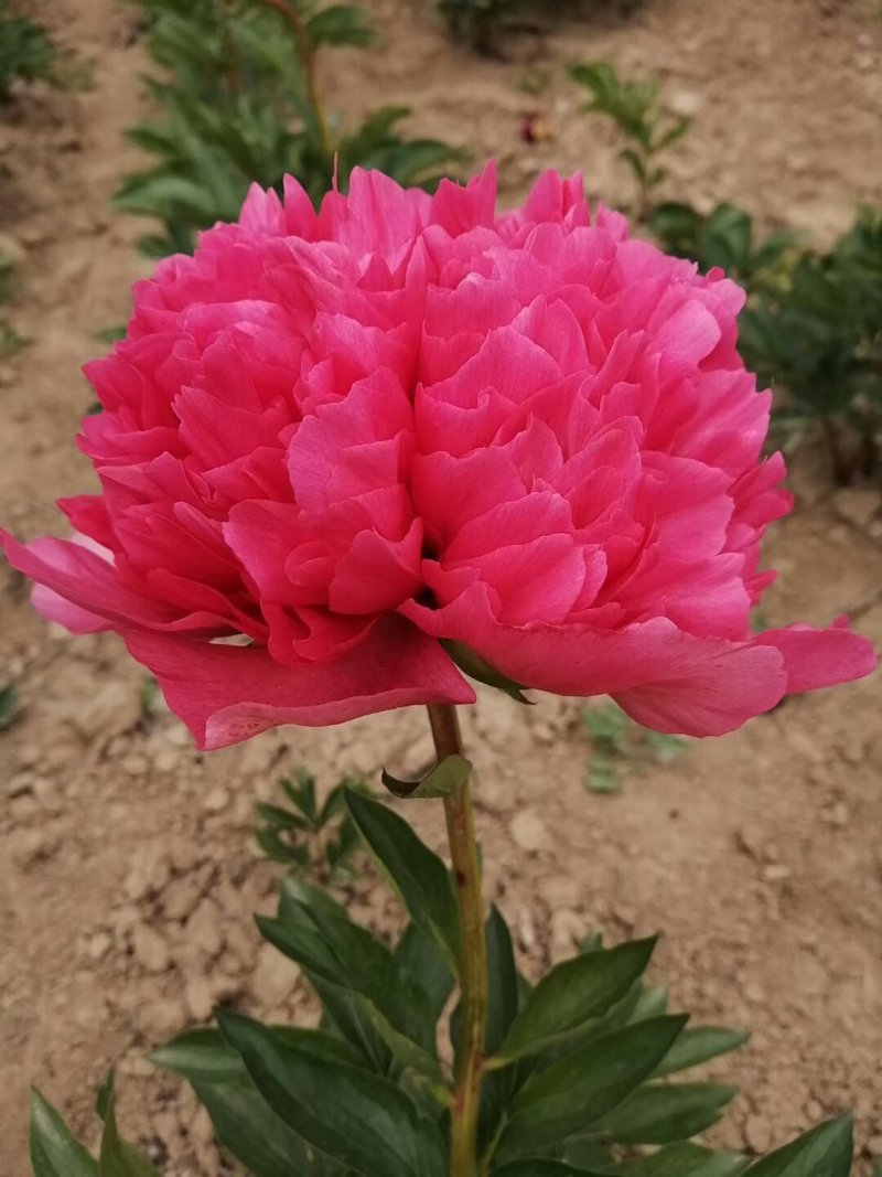 观赏芍药，切花芍药，可观赏可收益