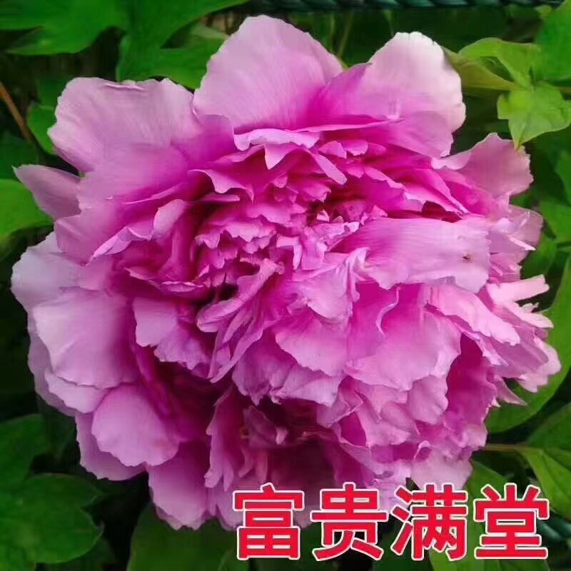 观赏牡丹，九大色系，千层牡丹