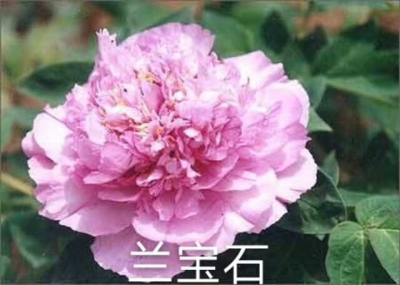 观赏牡丹，九大色系，千层牡丹
