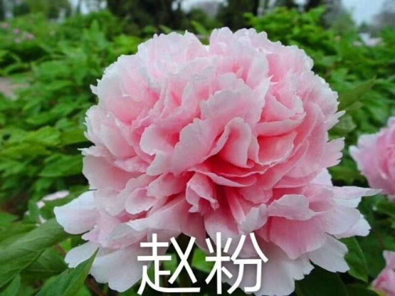 观赏牡丹，九大色系，千层牡丹