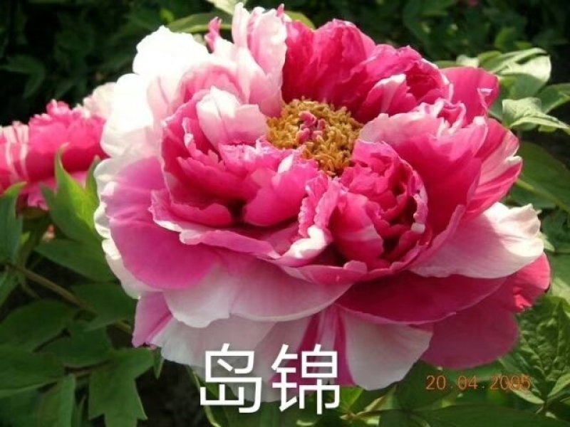 观赏牡丹，九大色系，千层牡丹