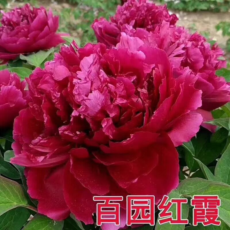 观赏牡丹，九大色系，千层牡丹
