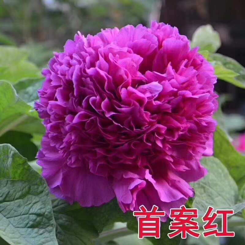 观赏牡丹，九大色系，千层牡丹