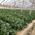 小帅货站大叶菠菜出售中