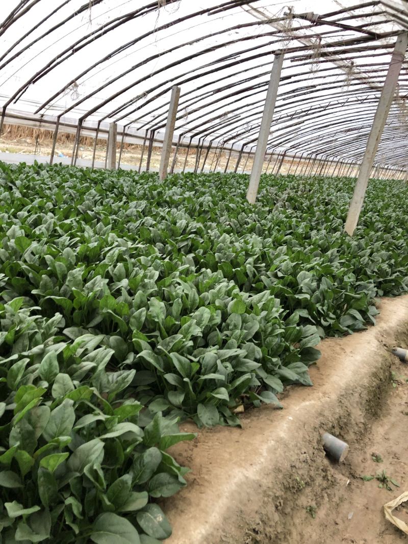 小帅货站大叶菠菜出售中