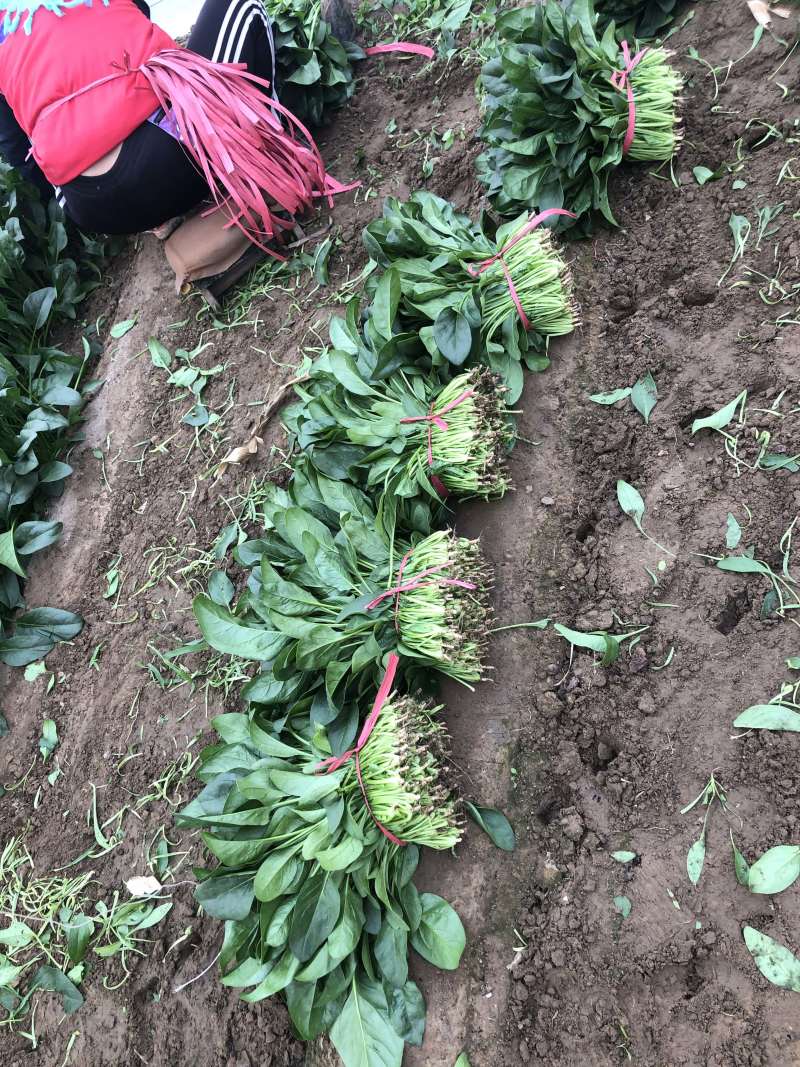 小帅货站大叶菠菜出售中