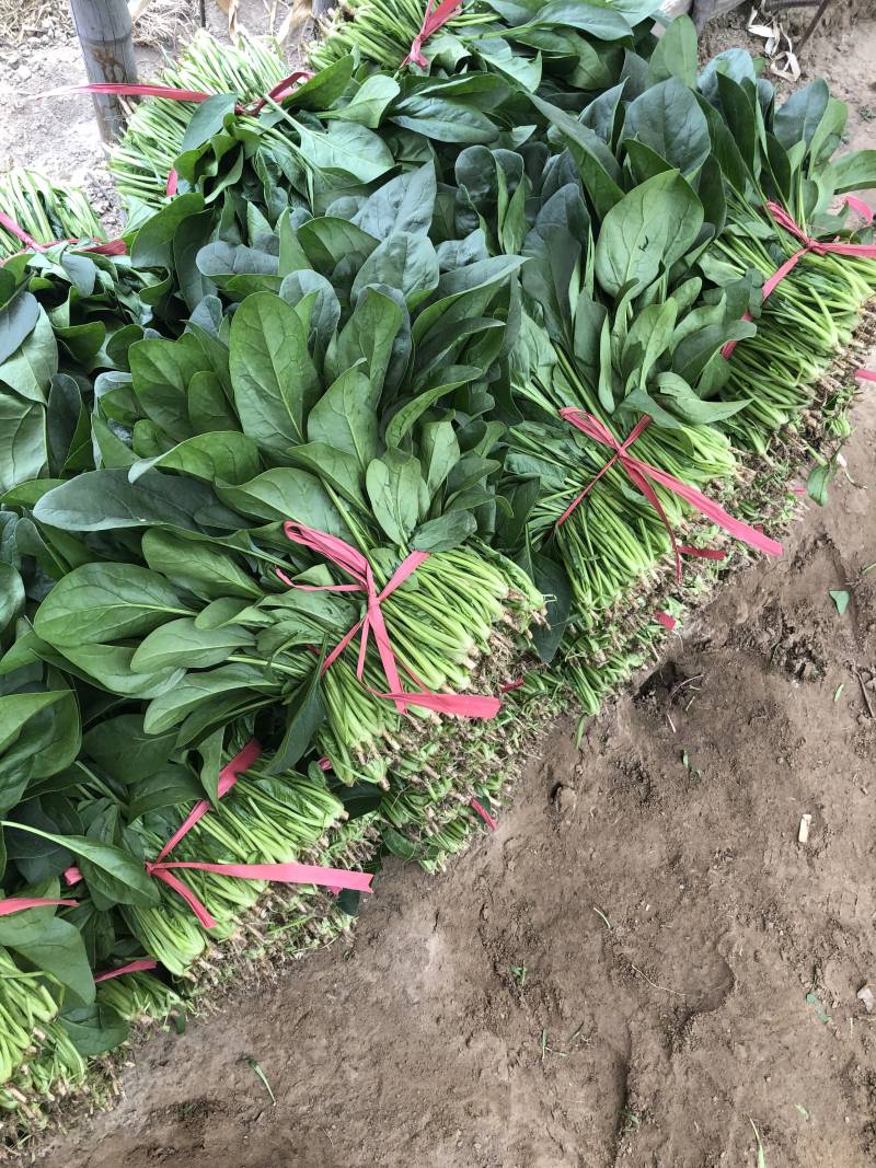 小帅货站大叶菠菜出售中