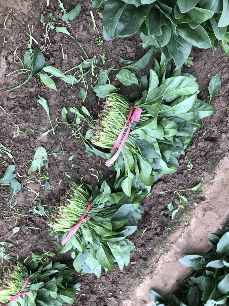 小帅货站大叶菠菜出售中