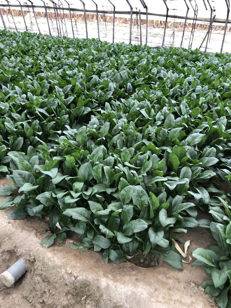 小帅货站大叶菠菜出售中