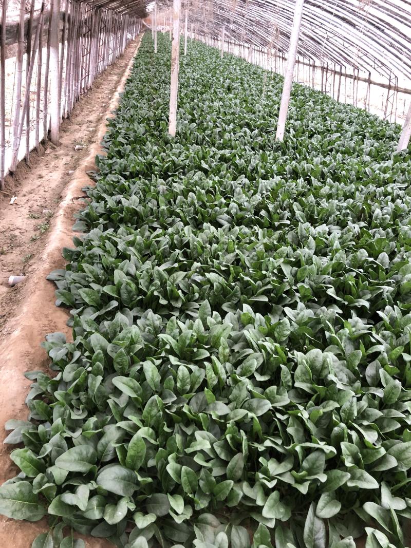 小帅货站大叶菠菜出售中