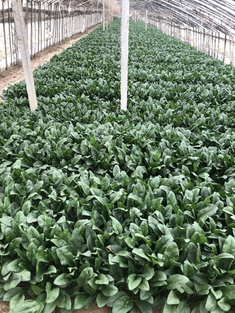 小帅货站大叶菠菜出售中