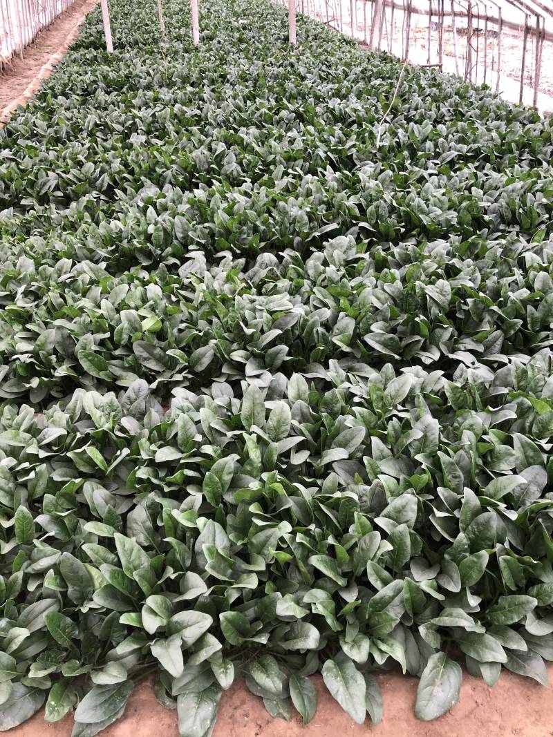 小帅货站大叶菠菜出售中