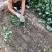 小帅货站大叶菠菜出售中