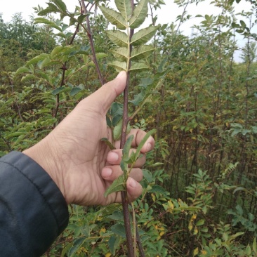 无刺大红袍花椒苗包证质量提供种植技术