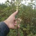 无刺大红袍花椒苗包证质量提供种植技术