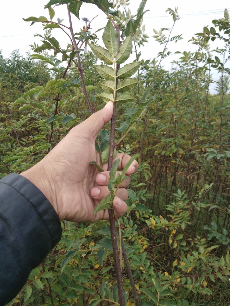 无刺大红袍花椒苗包证质量提供种植技术
