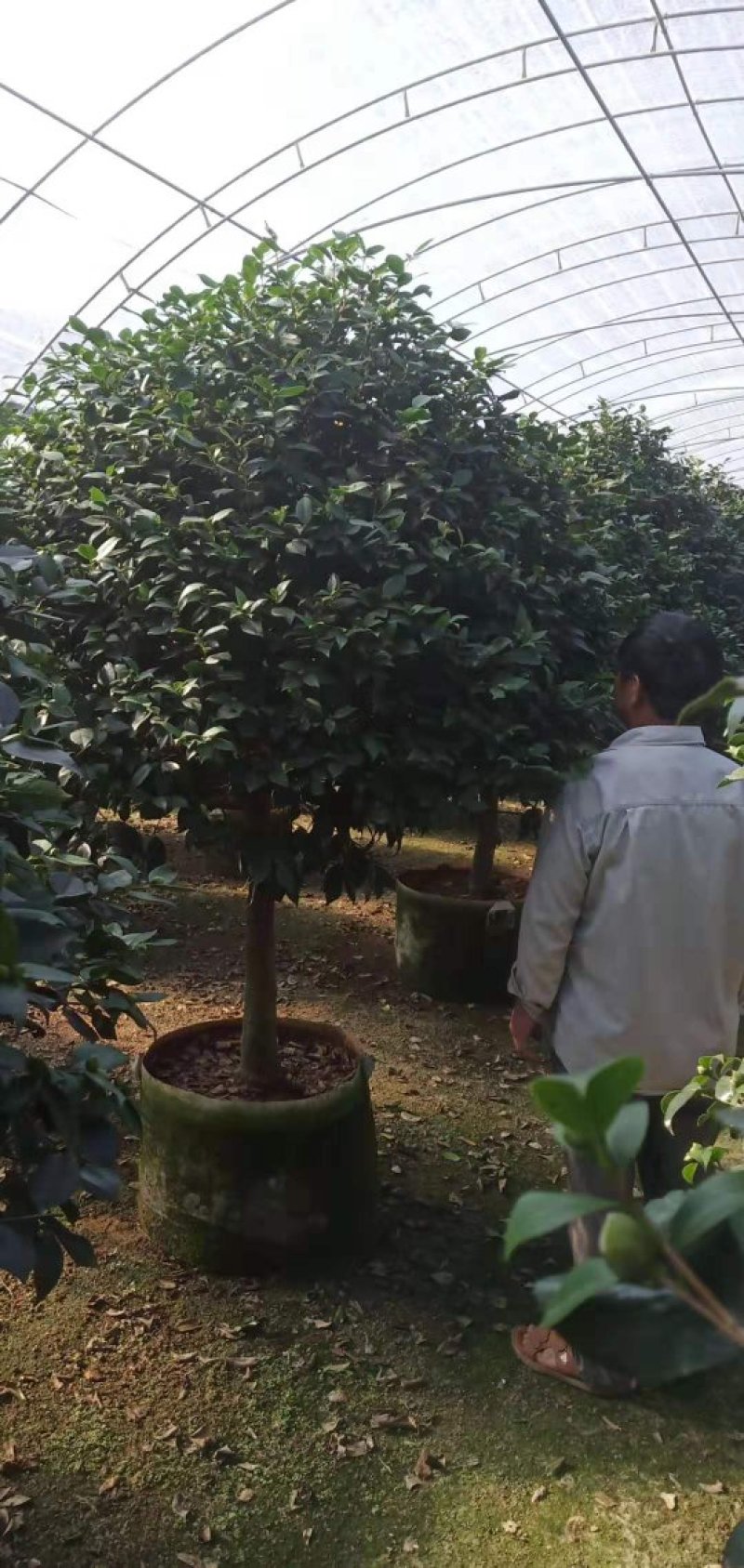大棵茶花超大棵茶花别墅庭院种植
