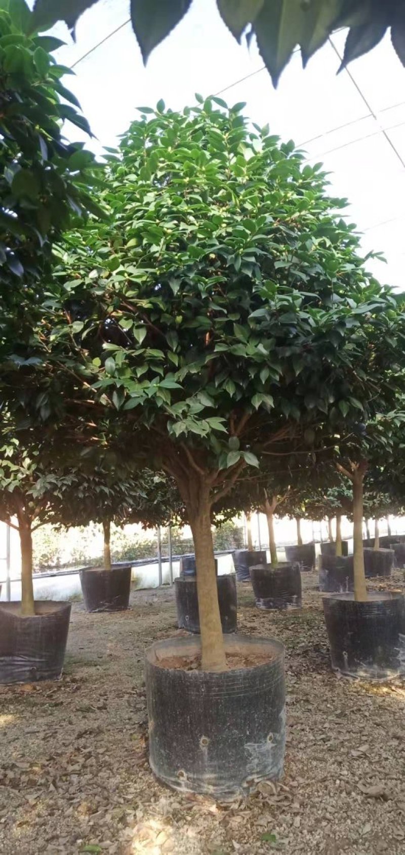大棵茶花超大棵茶花别墅庭院种植