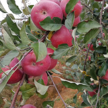 糖心苹果苗，烟富3烟富8苹果苗烟富10矮化苹果苗