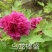 观赏牡丹观赏芍药