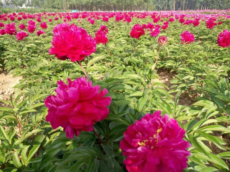 观赏牡丹观赏芍药