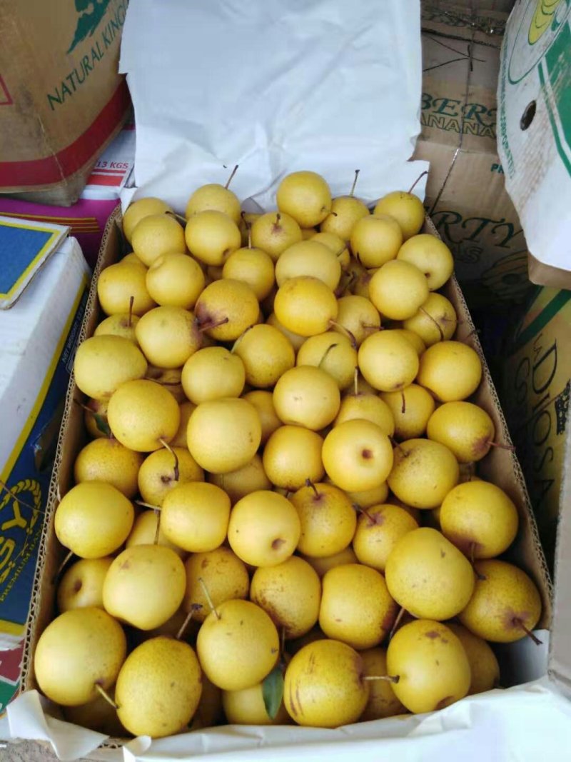 北镇特产白梨口感好包您满意