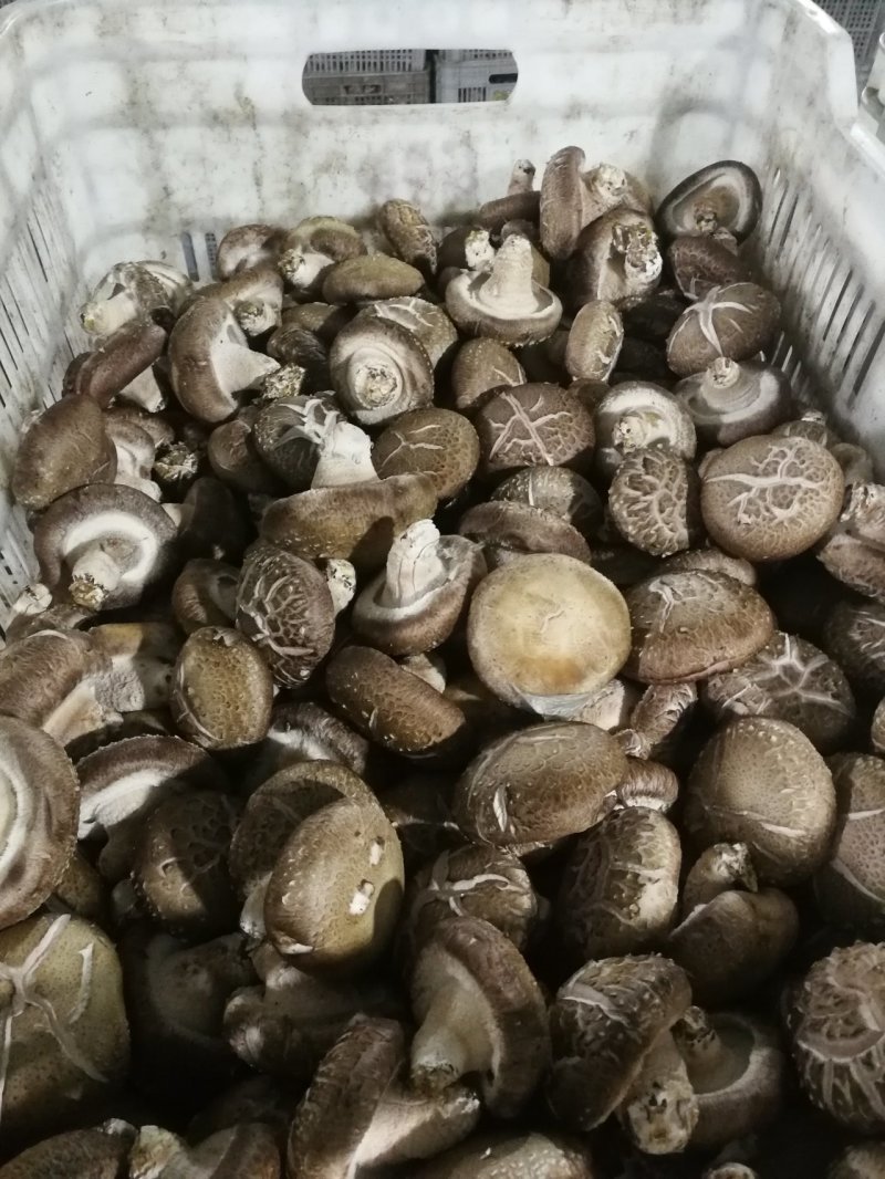 鲜香菇