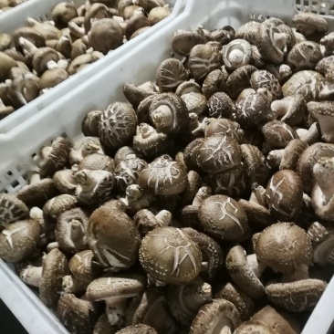 鲜香菇